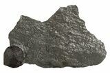 Red Embers Garnet in Graphite - Massachusetts #313444-1